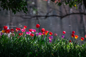 Tulips are in full bloom everywhere in spring.