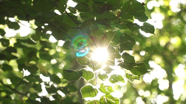 Sun shining through green tree branch with roundish bokeh with lens flare. Green leaves waving in the wind. Nature background close up. Sunny morning in park b-roll. Abstract nature background