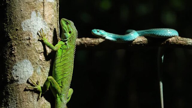 Green lizard with blue snake in jungle.