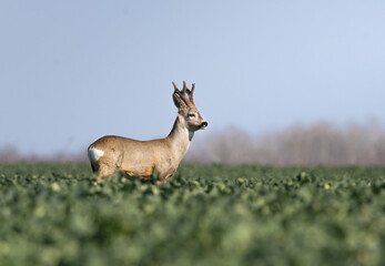 Roe deer buck standing in field during sunrise
