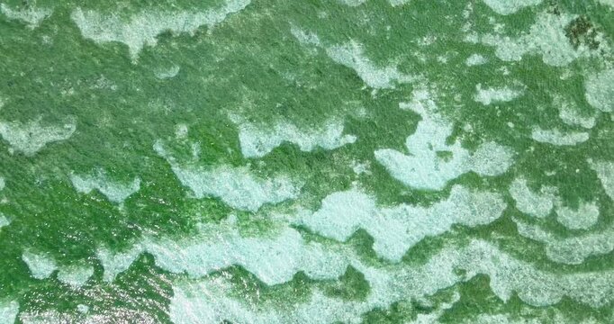 Intricate coral patterns in shallow turquoise waters along the coastline. Seychelles, Praslin.