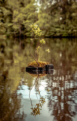 autumn leaves on the lake