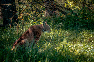 lynx in the grass © Patrick