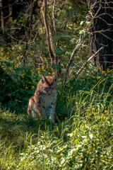 lynx in the forest © Patrick