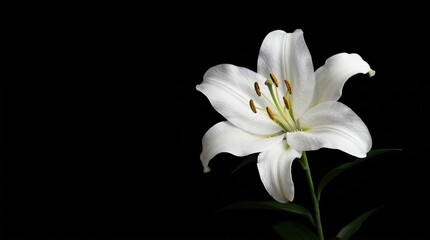 Fototapeta premium single white lily flower with detailed orange anthers on stem and green leaves against solid black background for elegant funeral condolence or wedding card design