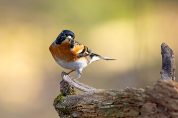 Jer (Fringilla montifringilla) © Grzegorz