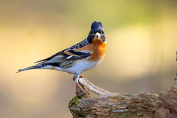 Jer (Fringilla montifringilla) © Grzegorz