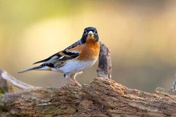 Jer (Fringilla montifringilla) © Grzegorz