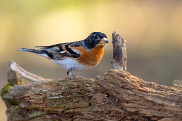 Jer (Fringilla montifringilla) © Grzegorz