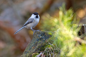 Czarnogłówka (Poecile montanus) © Grzegorz