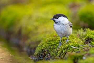 Czarnogłówka (Poecile montanus) © Grzegorz