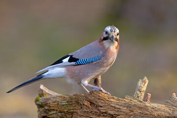 Sójka (Garrulus glandarius) © Grzegorz