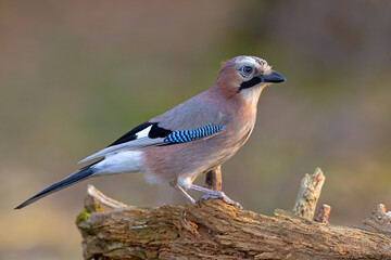 Sójka (Garrulus glandarius) © Grzegorz