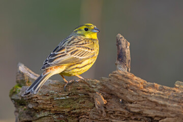 Trznadel (Emberiza citrinella) © Grzegorz