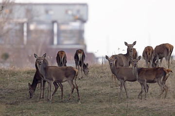 jelenie (Cervus elaphus) © Grzegorz