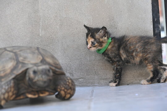 A small cat sitting on a turtle,