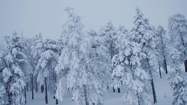 Aerial view of snow covered pine forest landscape. Winter scenery with evergreen trees in snowy wilderness. Frozen woodland nature background captured during cold season for seasonal travel theme
