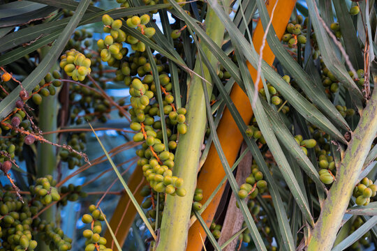 D&aacute;tiles verdes en palmera datilera