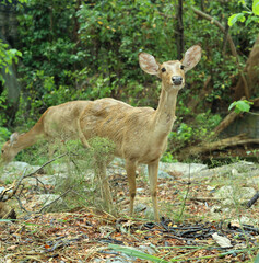 Eld&rsquo;s deer female roe brow-antlered deer in nature