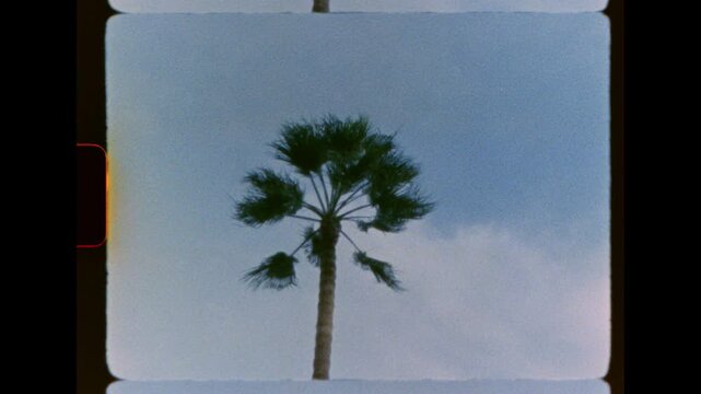 A single palm tree swaying in the wind against a cloudy sky captured on vintage super 8 film with frame border