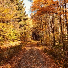 Fototapeta premium Autumn Woods