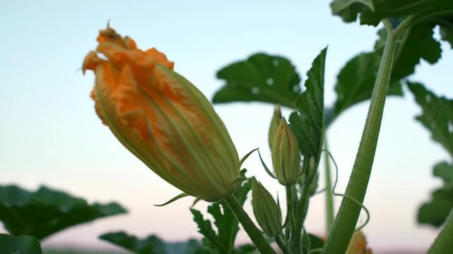 Close-up of vibrant yellow squash flower, buds and green leaves at dusk. Growing zucchini plant in garden. Agriculture and healthy food concept.