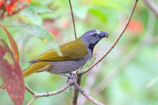 Buff-throated  Saltator (Saltator maximus) feeding with Conostegia subcrustulata berries, Corcovado, Costa Rica