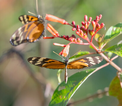 Tiger-striped longwing (Heliconius ismenius) feeding on the firebush (Hamelia patens) flowers, Corcovado National Park, Costa Rica