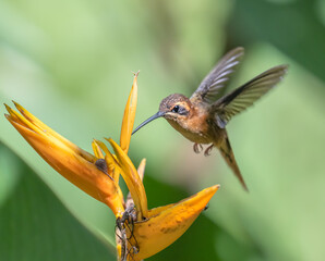 Fototapeta premium Long-billed Hermit hummingbird (Phaethornis longirostris) feeding on heliconia flowers, Corcovago National Park, Costa-Rica