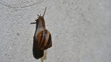 A small snail crawling slowly on a red floor © Галина Миронюк