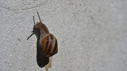 A small snail crawling slowly on a red floor © Галина Миронюк