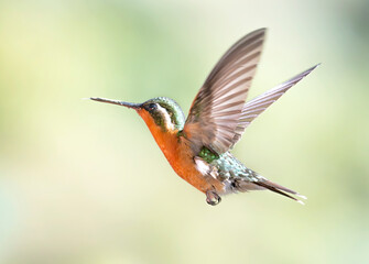 Fototapeta premium The white-throated mountaingem Lampornis castaneoventris