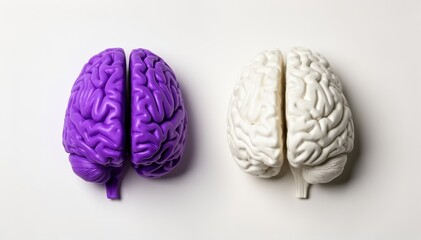 Dual Brains: A visual representation of the brain, split into two distinct halves, one vibrant and colored, the other muted and neutral. This symbolizes the contrast between intellect and perception.
