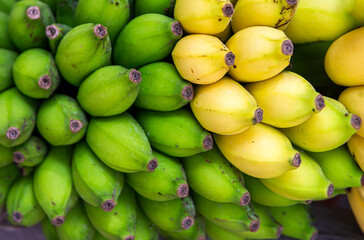 Large Bunches Bananas Various Ripeness
