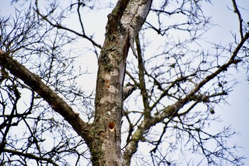 Obraz premium there is a bird perched on a tree branch in the winter