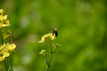 there is a bee that is flying around the flowers