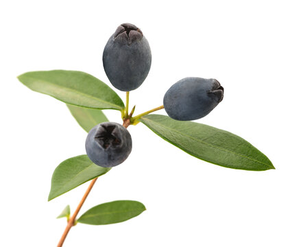 Myrtle branch with berries