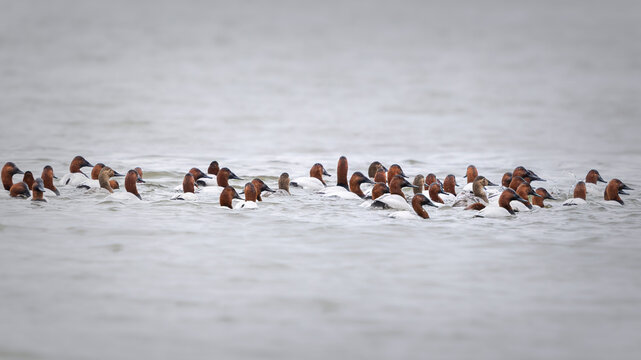 Canvasback ducks Swimming During Early /spring Migration