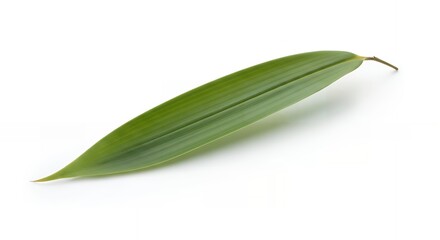 Obraz premium Single Green Bamboo Leaf on White Background
