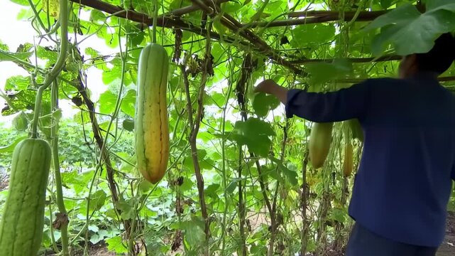Cultivating Fresh Sponges Gourds in a Lush Garden Setting for Healthy Living