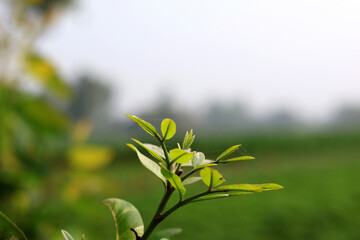 Obraz premium Young Plant Shoot with Fresh Green Leaves