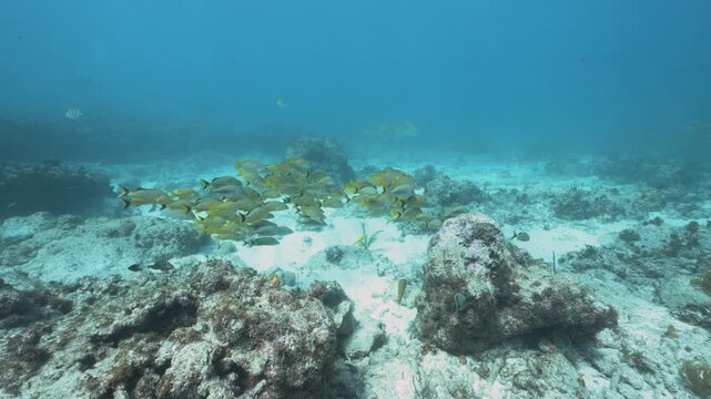 School of yellow French Grunts Haemulon flavolineatum swimming over coral reef