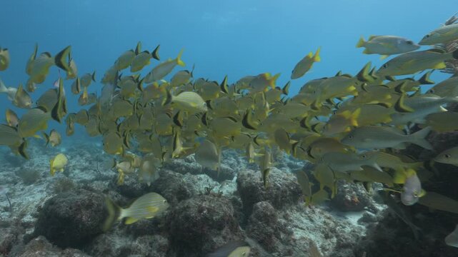 School of yellow French grunt Haemulon flavolineatum fish swimming over coral reef