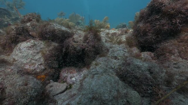 Newborn fish schooling in a frenzy among underwater coral reef rocks