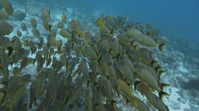 Large school of yellow French grunt Haemulon flavolineatum fish swimming underwater