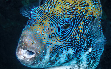 Map Pufferfish (Arothron mappa), on the reefs of Sipadan Island, Sabah, Malaysia, Borneo © Guy Bryant