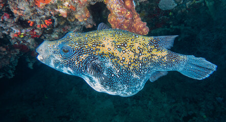 Map Pufferfish (Arothron mappa), on the reefs of Sipadan Island, Sabah, Malaysia, Borneo © Guy Bryant