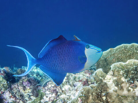 Red‑toothed triggerfish (Odonus niger), the reefs of Sipadan Island, Sabah, Malaysia, Borneo