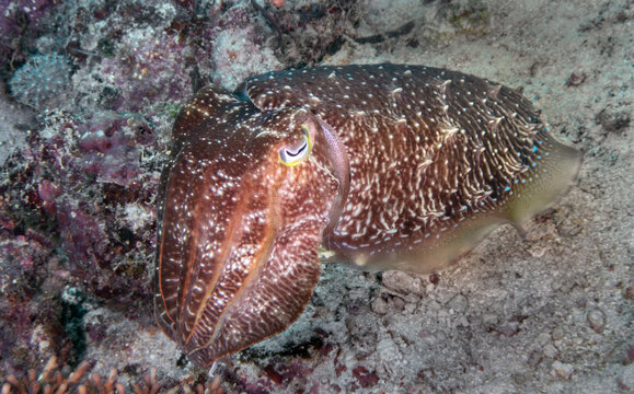 Broadclub Cuttlefish (Ascarosepion latimanus), on the reefs of Mabul Island, Sabah, Malaysia, Borneo	
