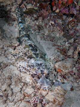 Crocodilefish (Papilloculiceps longiceps), on the reefs of Mabul Island, Sabah, Malaysia, Borneo